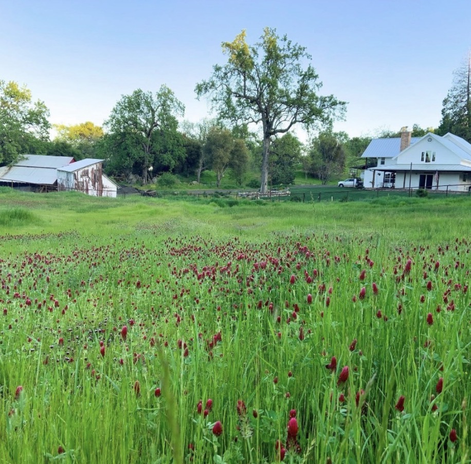 Farmhouse and barn on open acreage behind a field of red clover in the Mariposa foothills